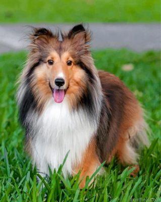 Adorable sheltie painting by numbers.jpeg