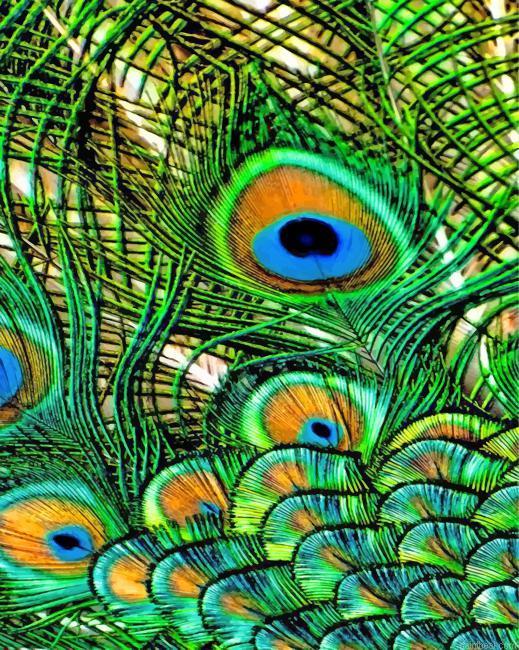 Aesthetic peacock feather painting by numbers.jpeg
