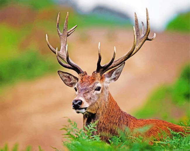 Aesthetic stag painting by numbers.jpeg