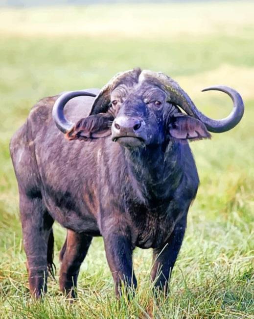 African buffalo animal painting by numbers.jpeg
