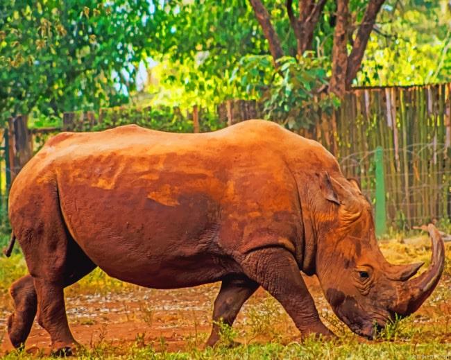 African rhinoceros painting by numbers.jpeg