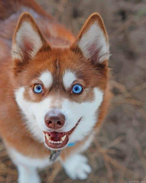 Alaskan klee kai painting by numbers.jpeg