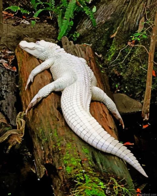 Albino crocodile on tree painting by numbers.jpeg