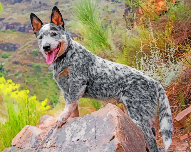 Australian cattle dog painting by numbers.jpeg