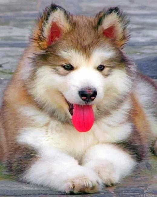 Baby husky painting by numbers.jpeg