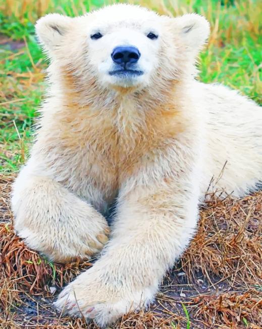 Baby polar bear painting by numbers.jpeg