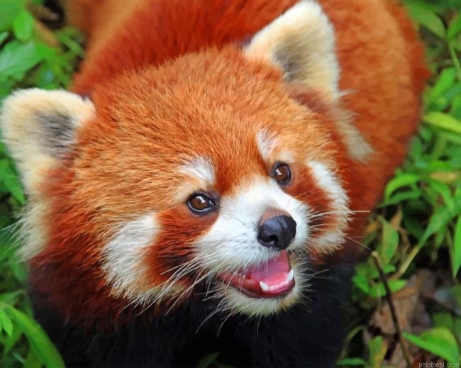 Baby red panda painting by numbers.jpeg