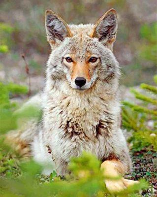 Beautiful coyote painting by numbers.jpeg