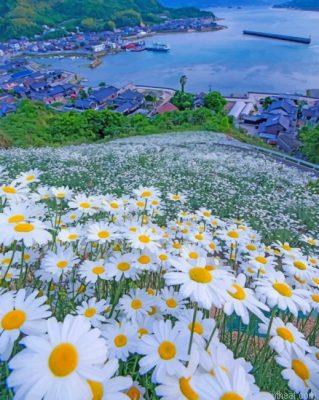 Beautiful daisy field painting by numbers.jpeg