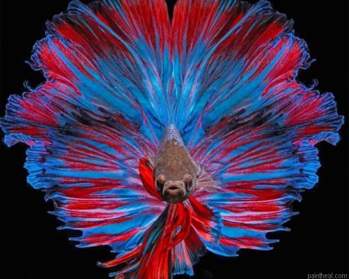 Betta fish painting by numbers.jpeg