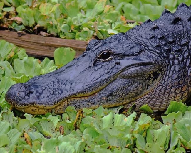 Black alligator in swamp painting by numbers.jpeg