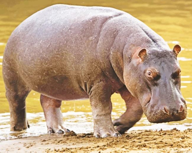 Black hippopotamus animal painting by numbers.jpeg