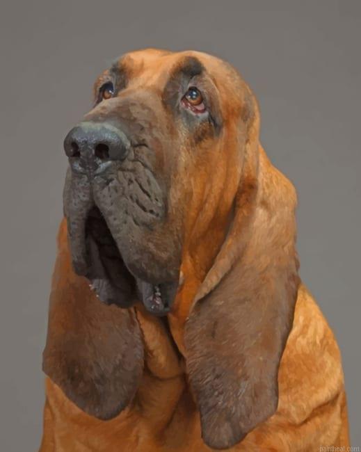 Bloodhound painting by numbers.jpeg