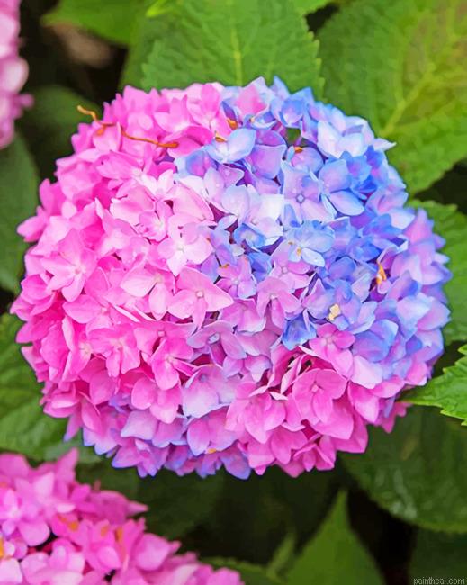 Blue and pink hydrangea painting by numbers.jpeg