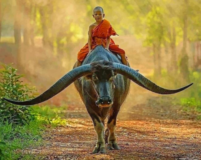 Boy monk riding buffalo painting by numbers.jpeg