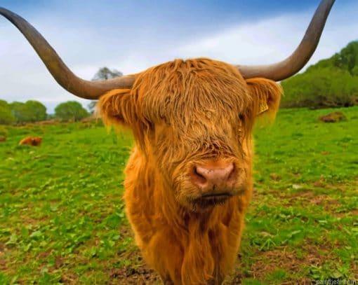 Brown highland cow painting by numbers.jpeg