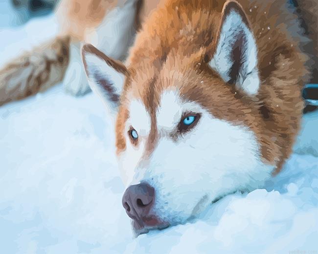 Brown husky painting by numbers.jpeg