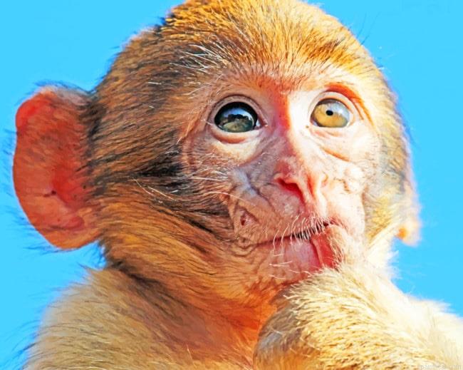 Brown macaque monkey painting by numbers.jpeg
