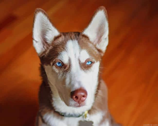 Brown white serbian husky painting by numbers.jpeg