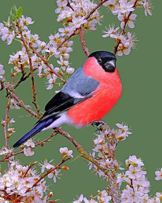 Bullfinch bird painting by numbers.jpeg