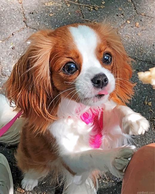 Cavalier puppy painting by numbers.jpeg