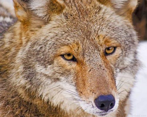 Coyote face painting by numbers.jpeg