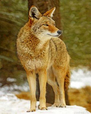 Coyote wolf painting by numbers.jpeg