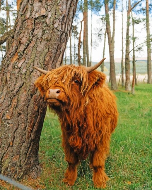 Cute brown highland cow painting by numbers.jpeg