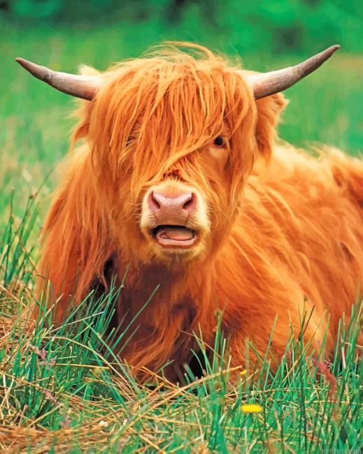 Cute highland cow painting by numbers.jpeg