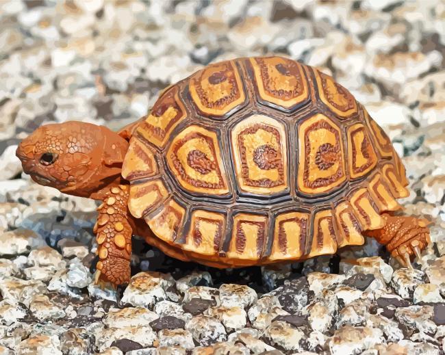 Cute leopard tortoise painting by numbers.jpeg