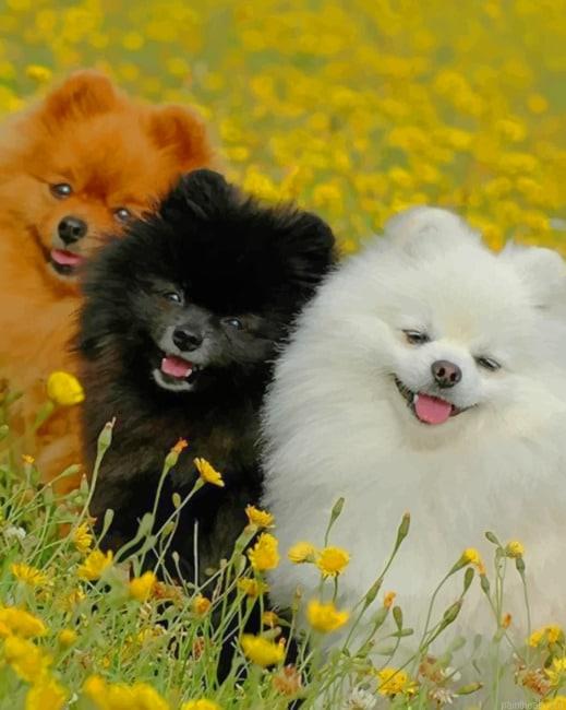 Cute pomeranian dogs painting by numbers.jpeg