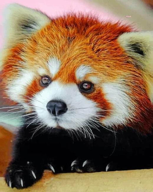 Cute red panda painting by numbers.jpeg