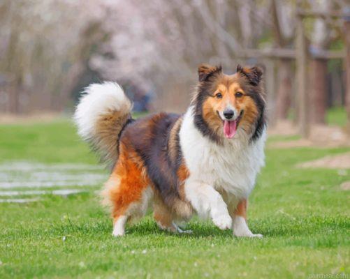 Cute sheltie painting by numbers.jpeg
