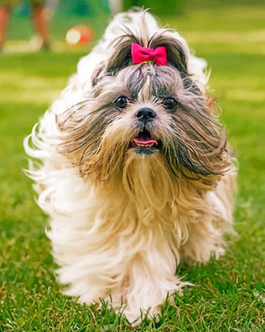 Cute shih tzu painting by numbers.jpeg