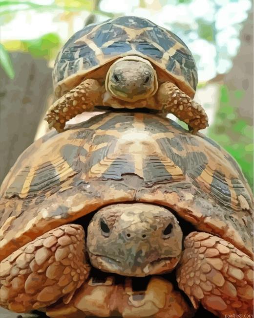 Cute turtle and tortoise painting by numbers.jpeg