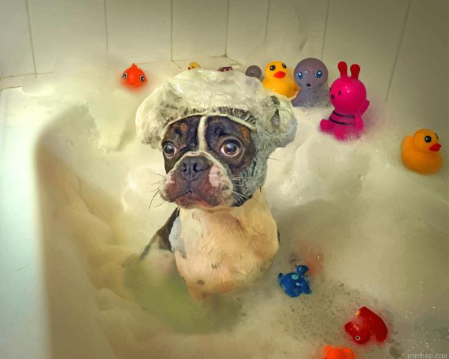 Dog in bath painting by numbers.jpeg