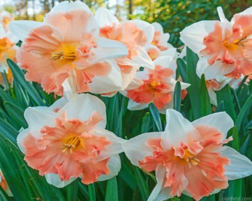 Edinburgh daffodils painting by numbers.jpeg