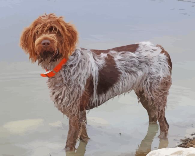 Female wirehaired pointing griffon painting by numbers.jpeg