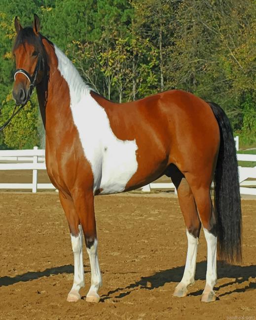 Friesian horse painting by numbers.jpeg
