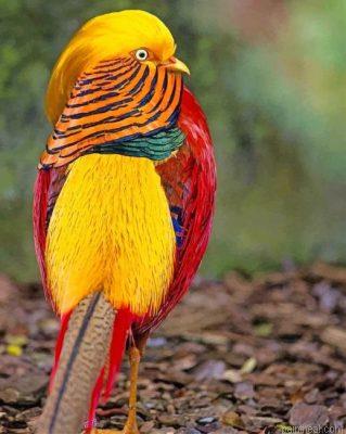 Golden pheasant bird painting by numbers.jpeg