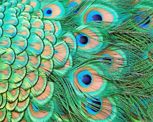 Green peacock feather painting by numbers.jpeg