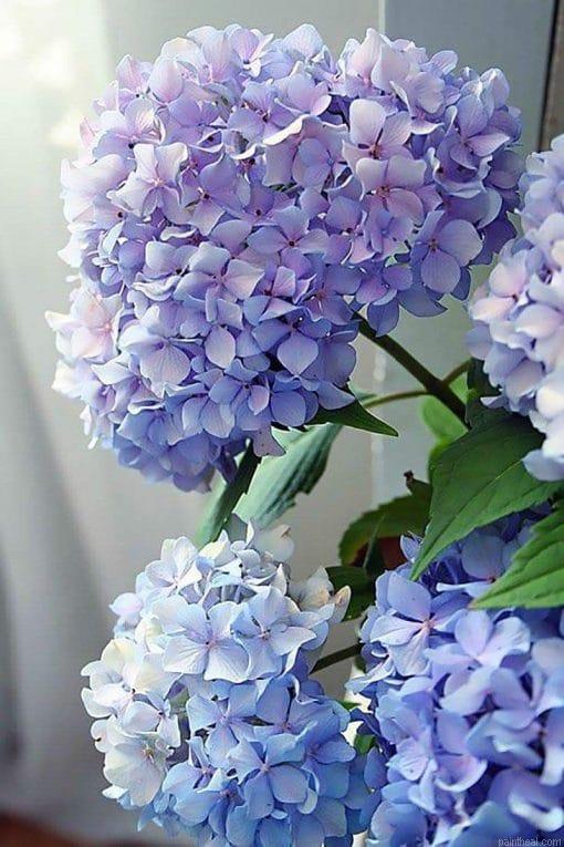 Happily hydrangea painting by numbers.jpeg