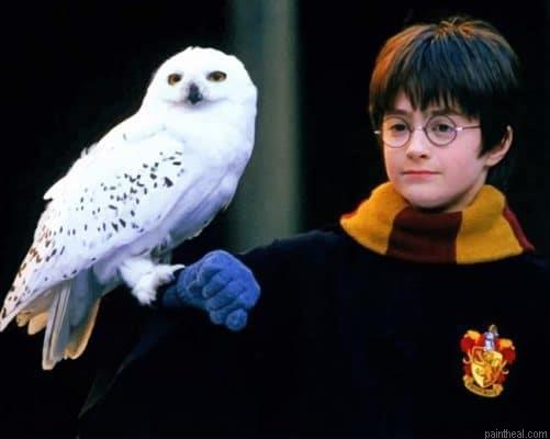 Harry potter and owl painting by numbers.jpeg