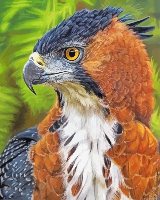 Hawk eagle painting by numbers.jpeg