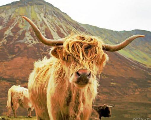 Highland cow gazing painting by numbers.jpeg