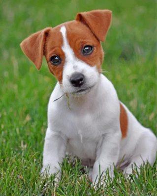 Jack russell painting by numbers.jpeg