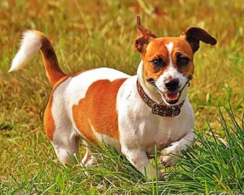 Jack russell puppy painting by numbers.jpeg