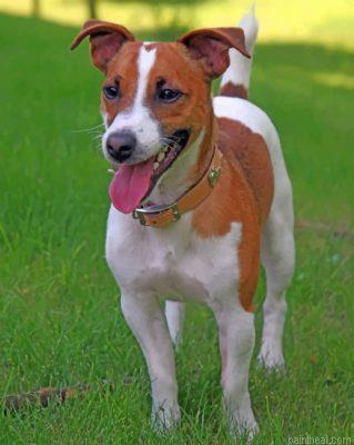 Jack russell terrier painting by numbers.jpeg