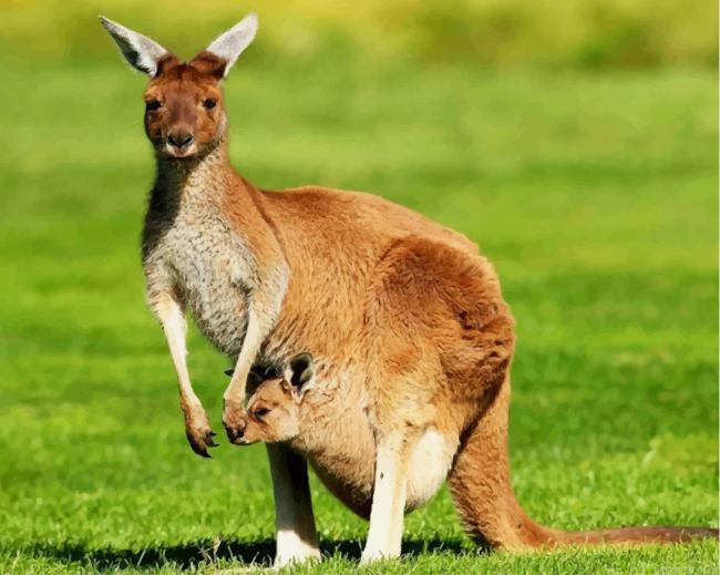 Kangaroo and her baby in marsupium pouch painting by numbers.jpeg