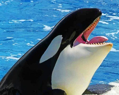 Killer whale painting by numbers.jpeg